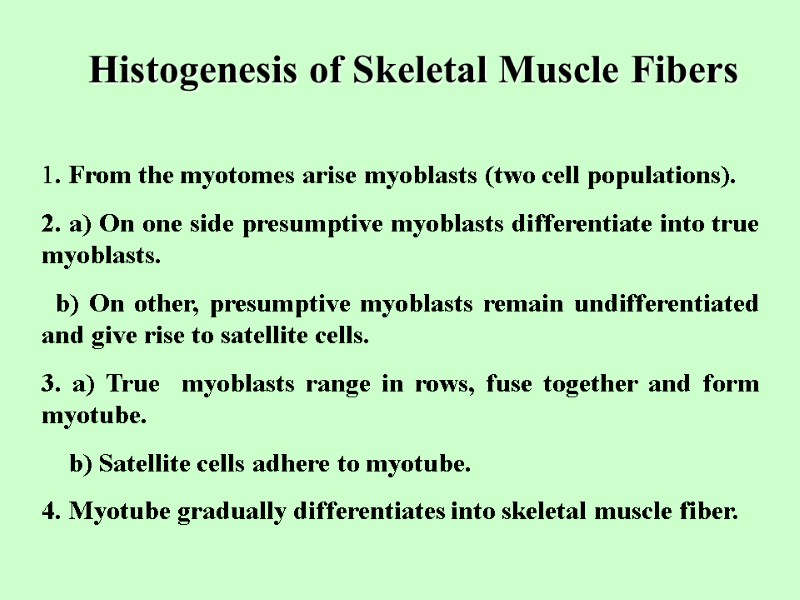 Histogenesis of Skeletal Muscle Fibers 1. From the myotomes arise myoblasts (two cell populations).